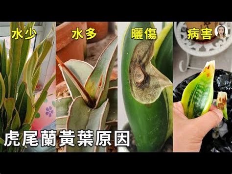 虎尾蘭 葉子變黃|虎尾蘭葉子變黃：原因與解決方法 – 植物盆栽綠寶典